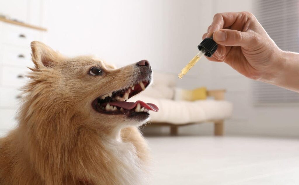 CBD Oil for your Dog