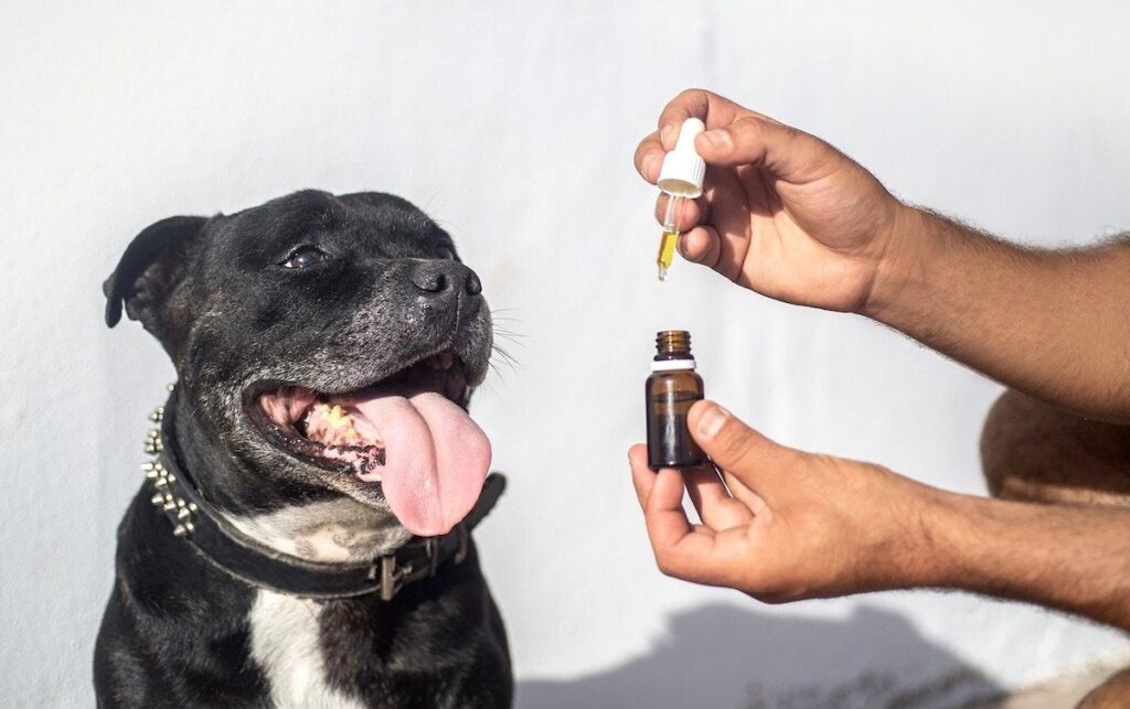 CBD Oil for your Dog benefits