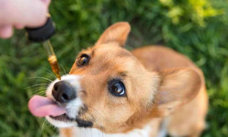CBD Oil for your Dog how to use